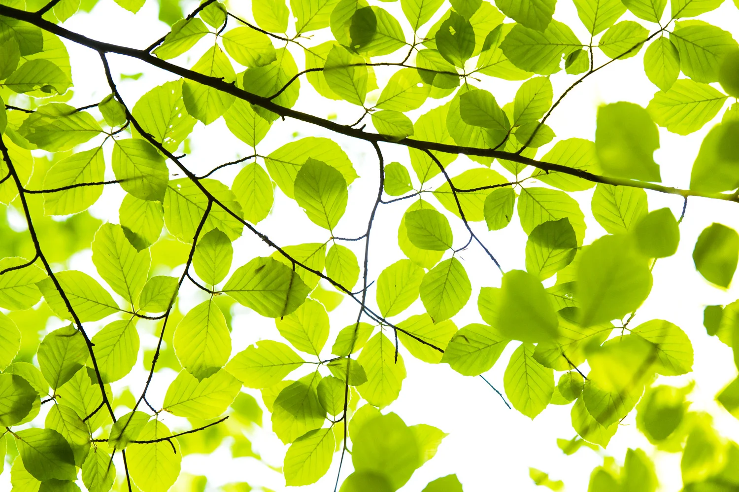 Beech Leaves