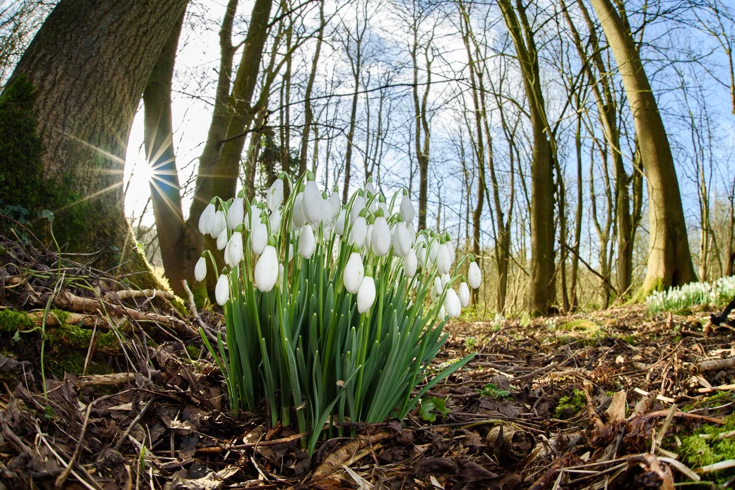 Snowdrops
