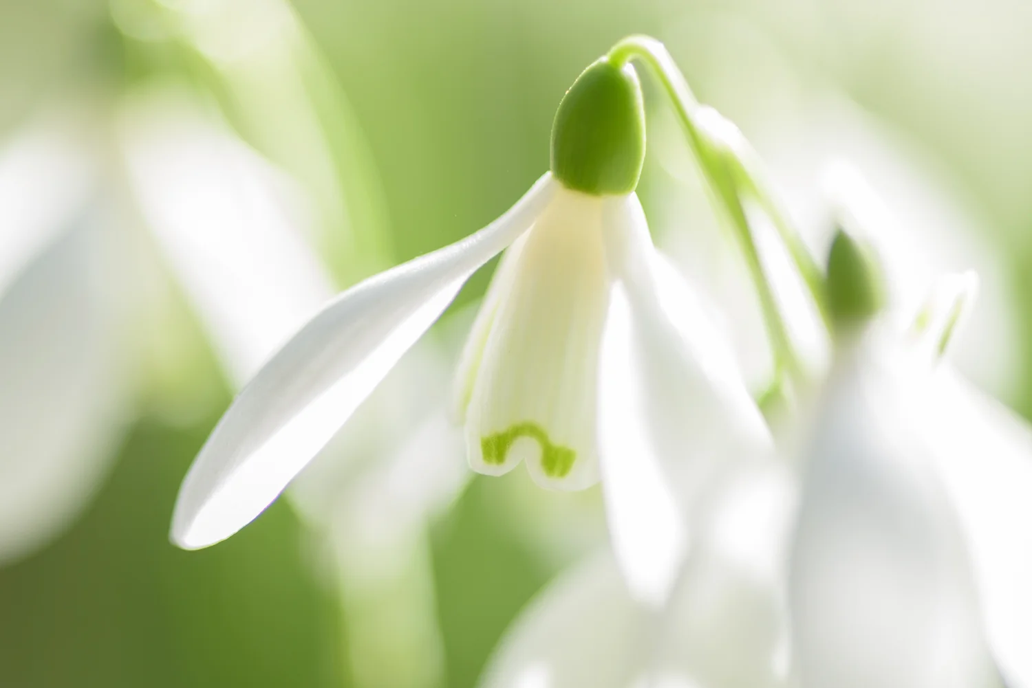 Snowdrops
