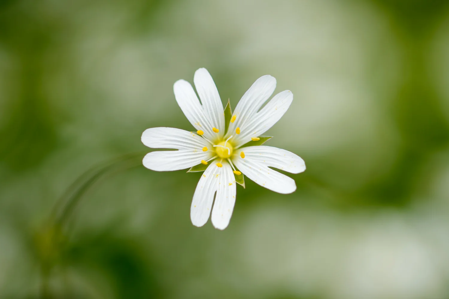 Greater Stitchwort