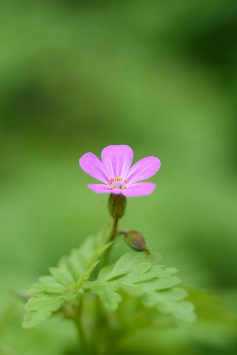 Herb-Robert
