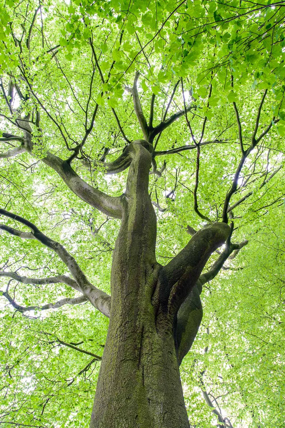 Beech Tree