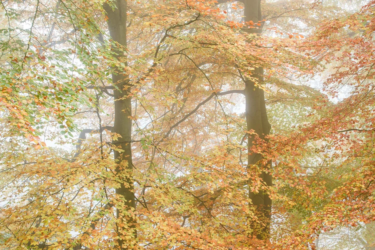Autumn Beech Trees