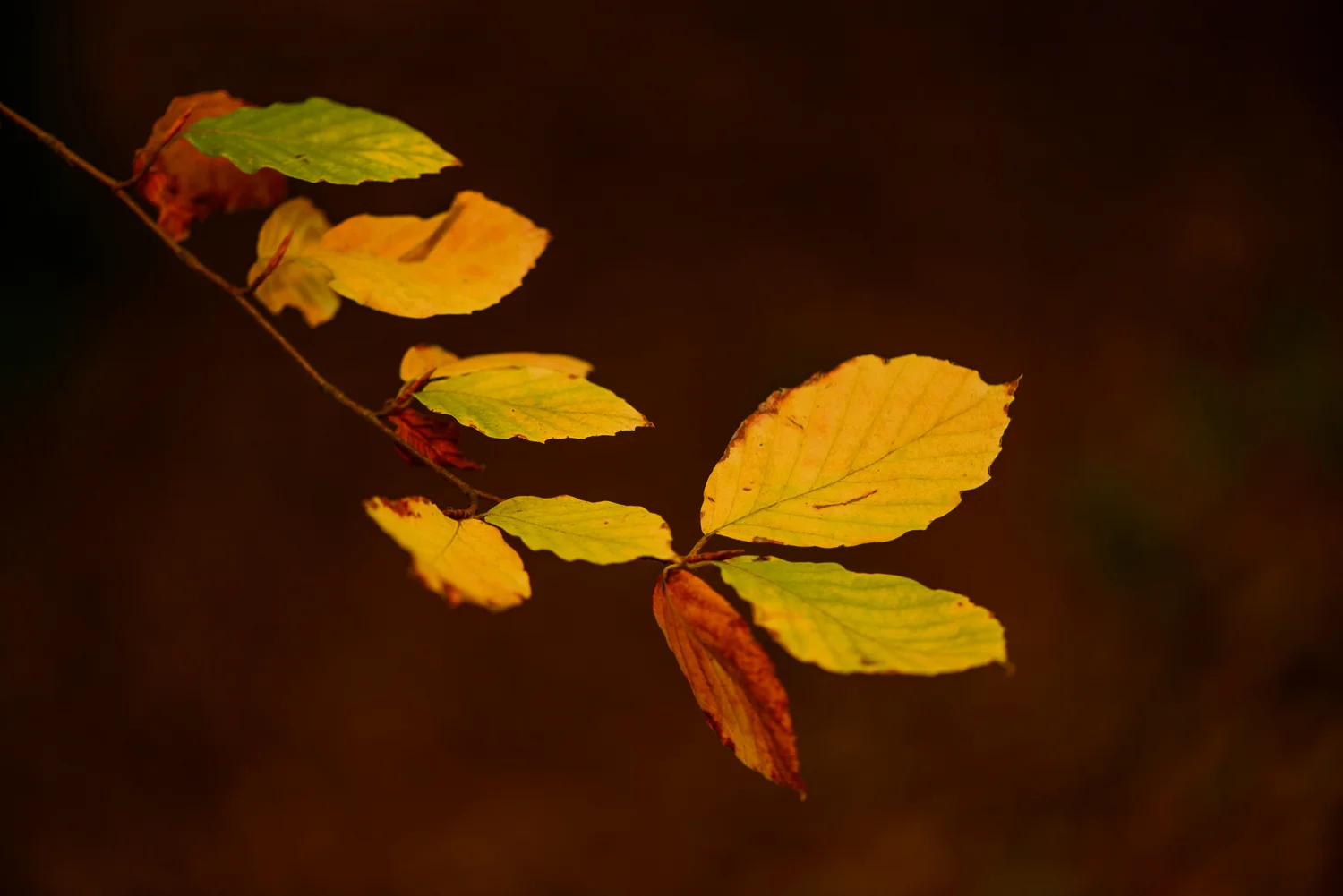 Autumn Beech Leaves