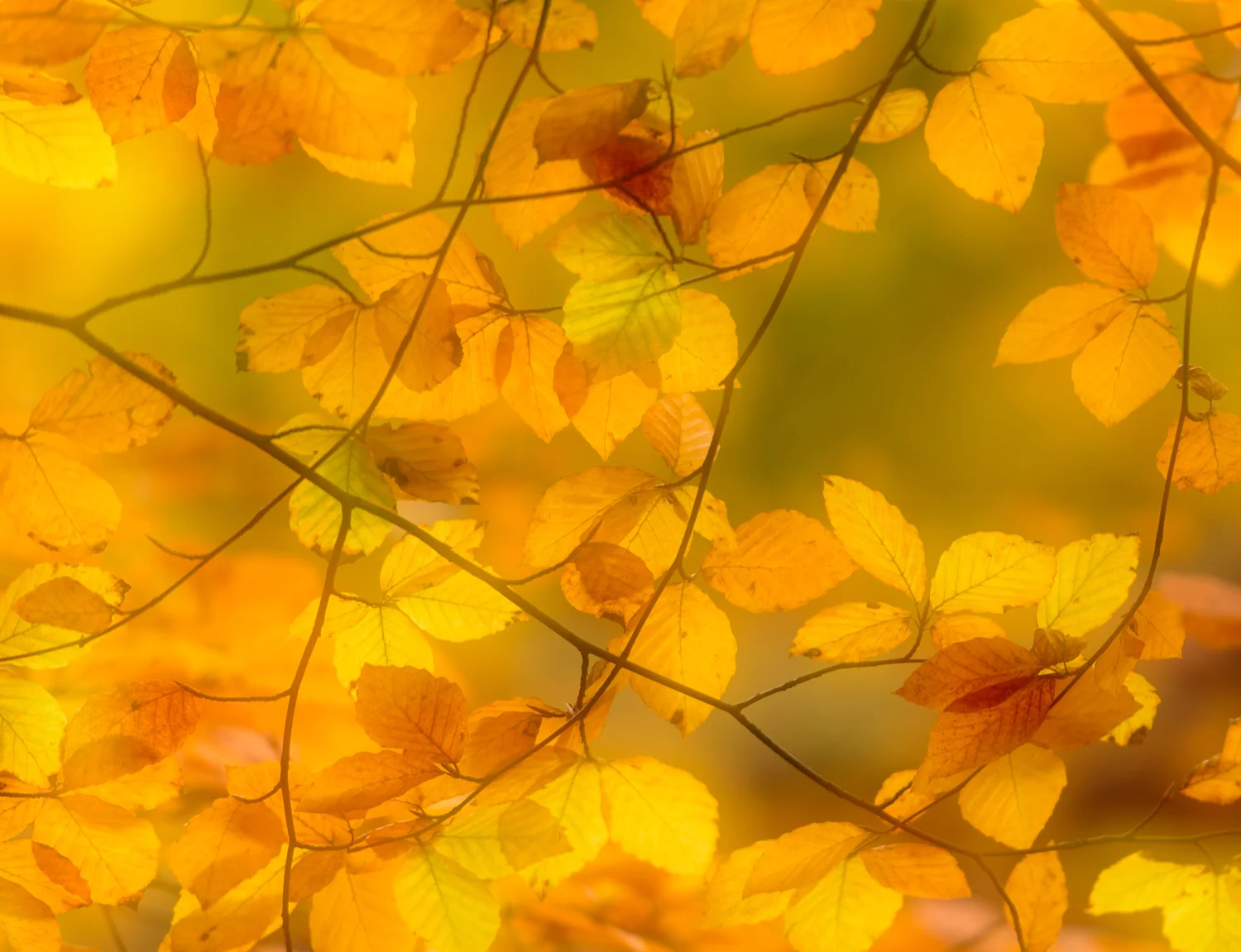 Autumn Beech Leaves
