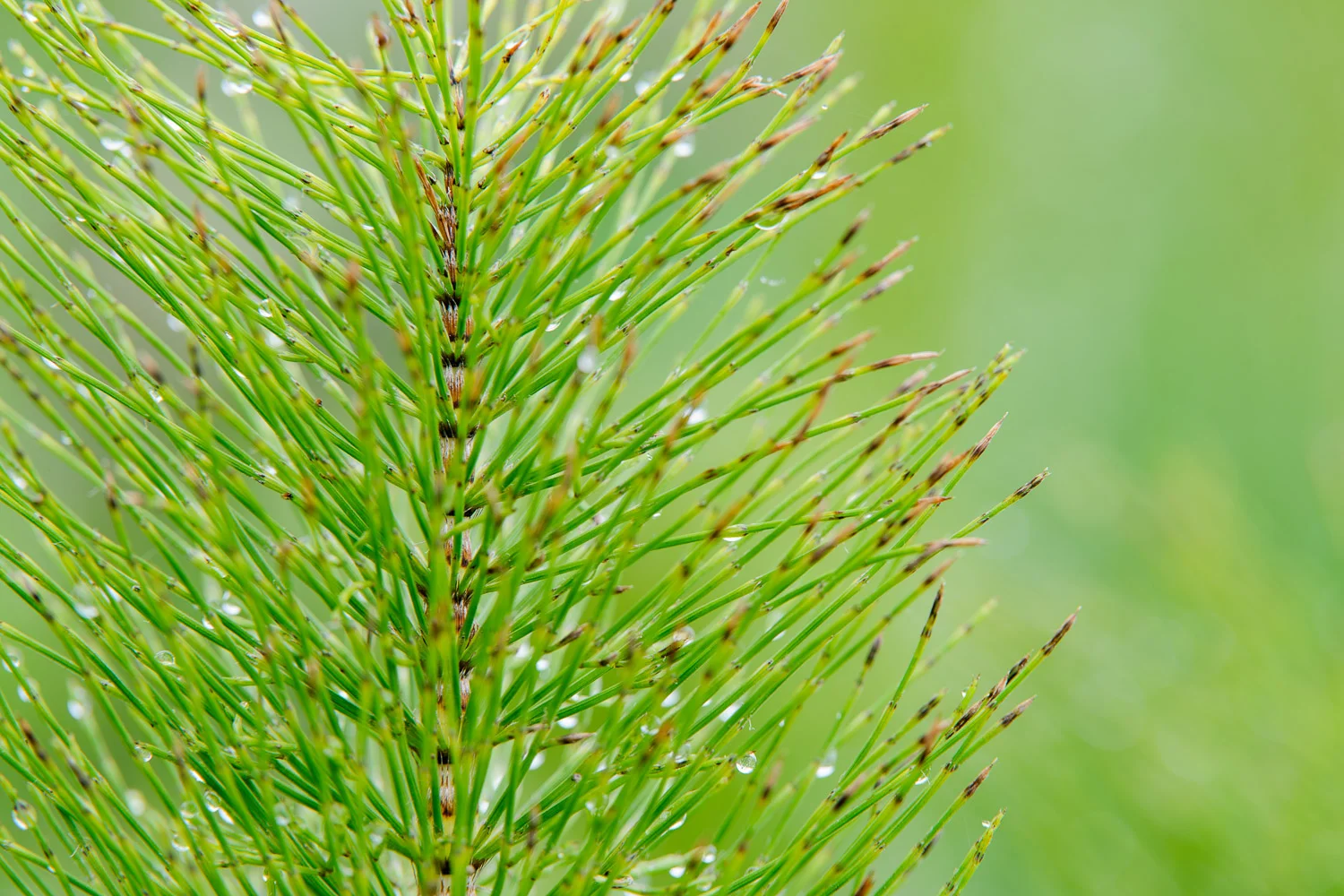 Horsetail