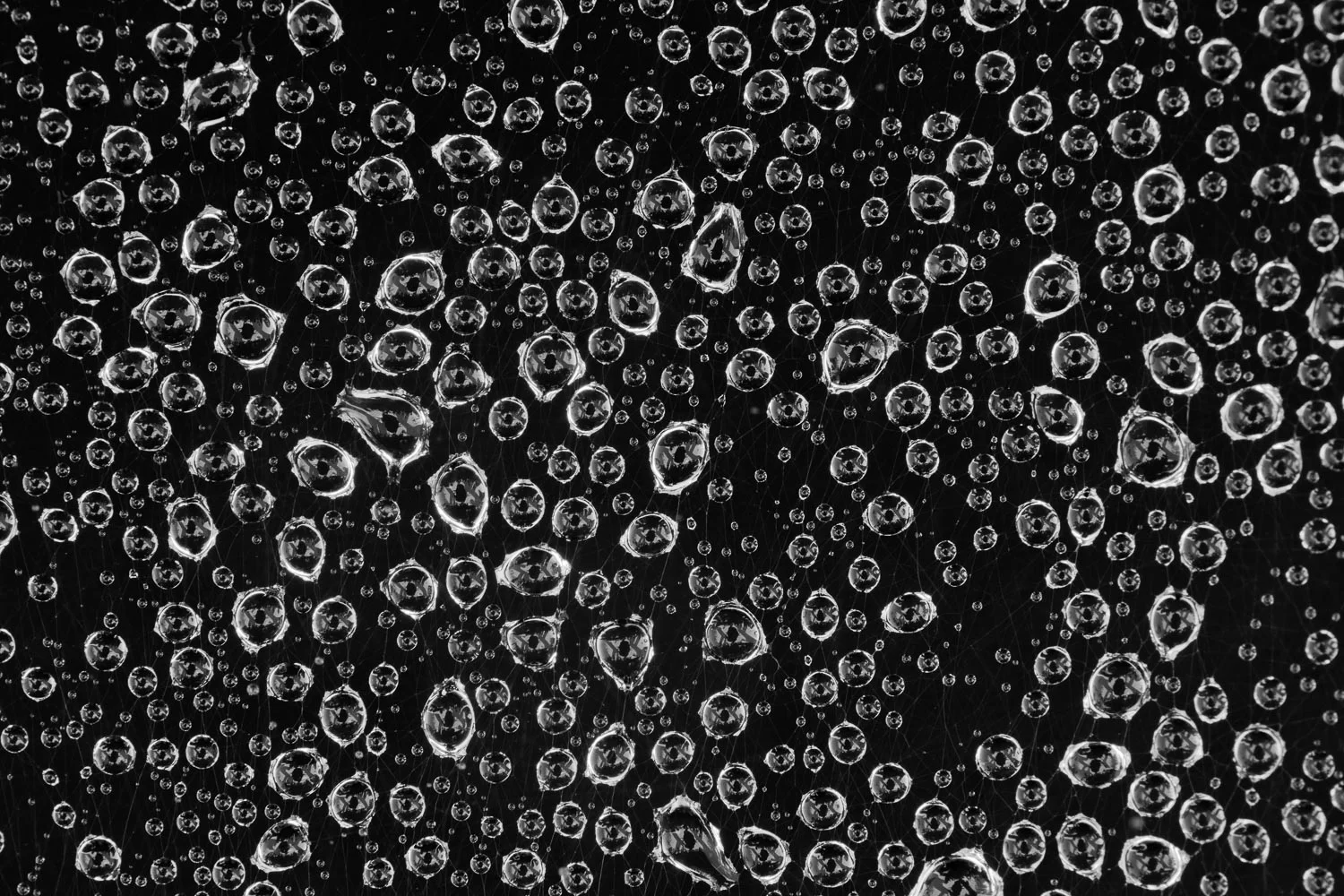 Waterdrops on a Spider's Web