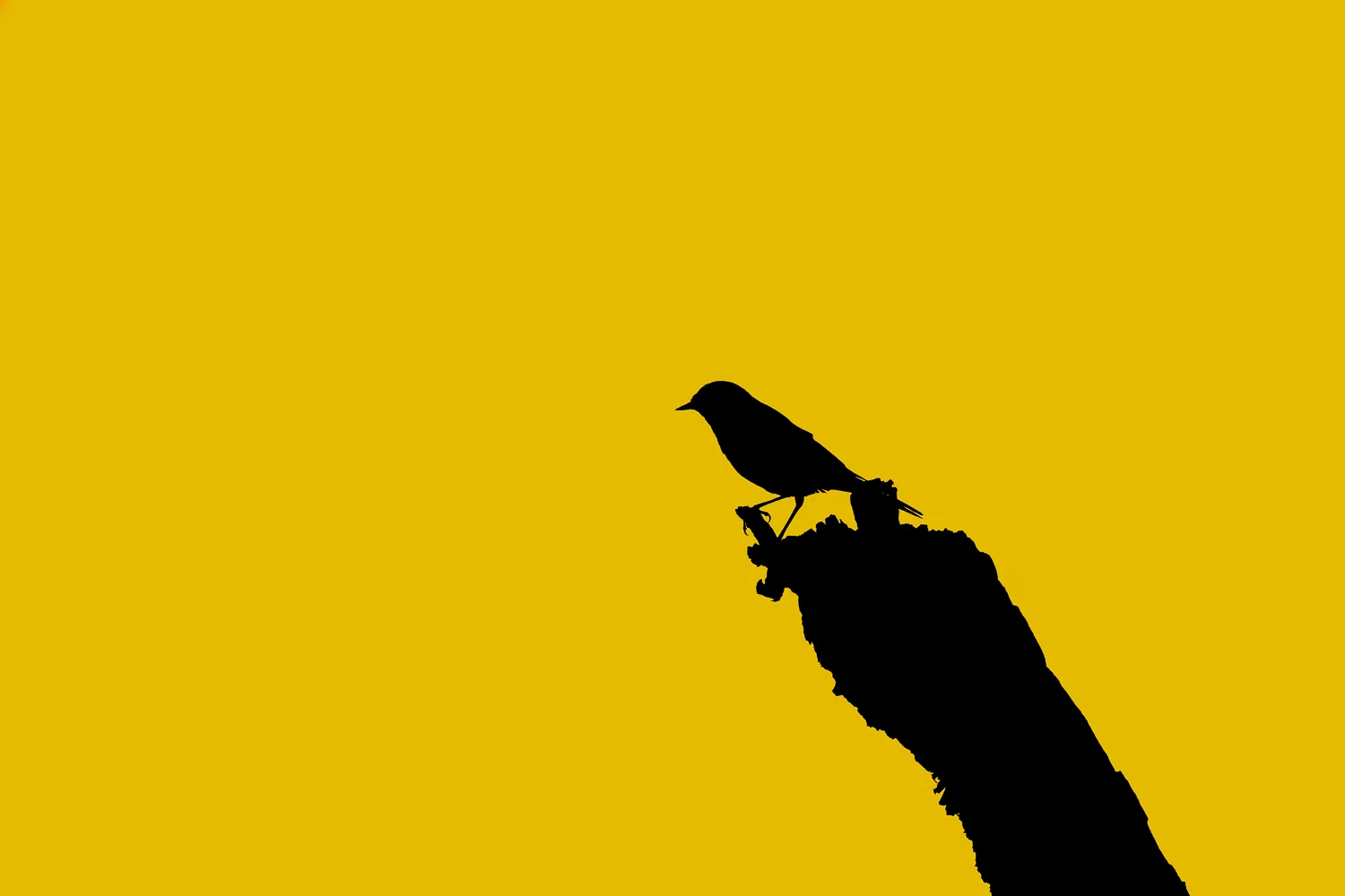 Redstart