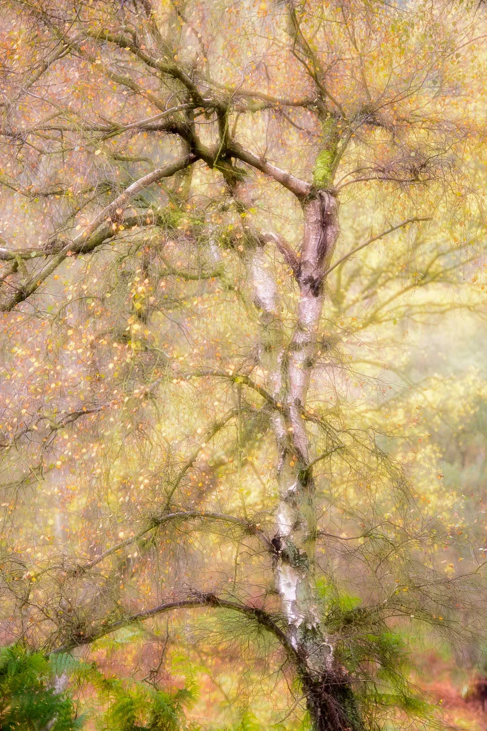 Silver Birch Tree