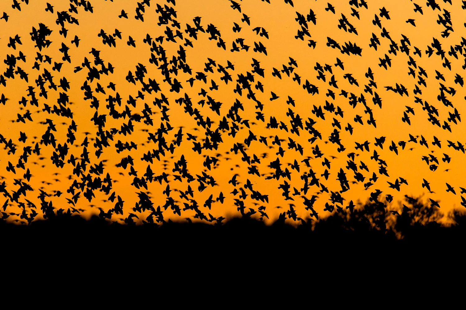 Starlings