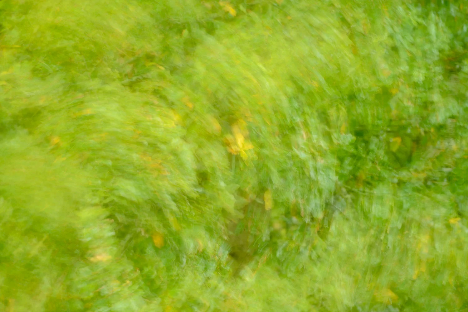 Oak Tree