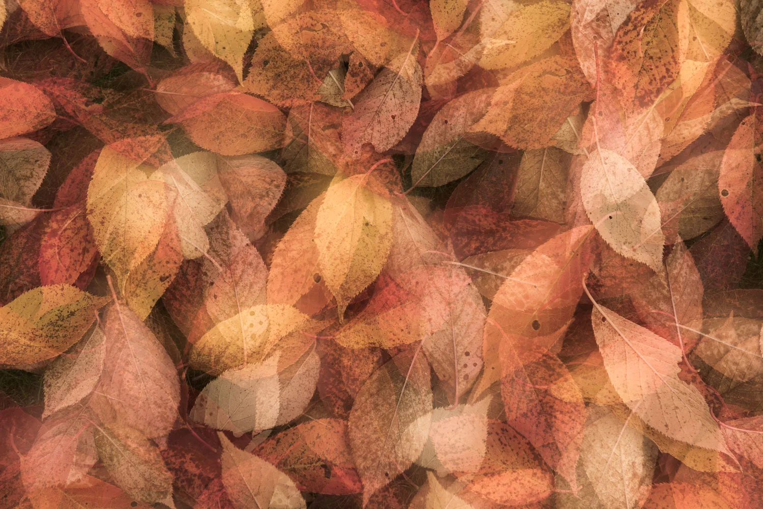 Autumn Leaves