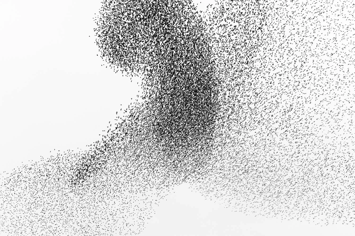 Starling Murmuration
