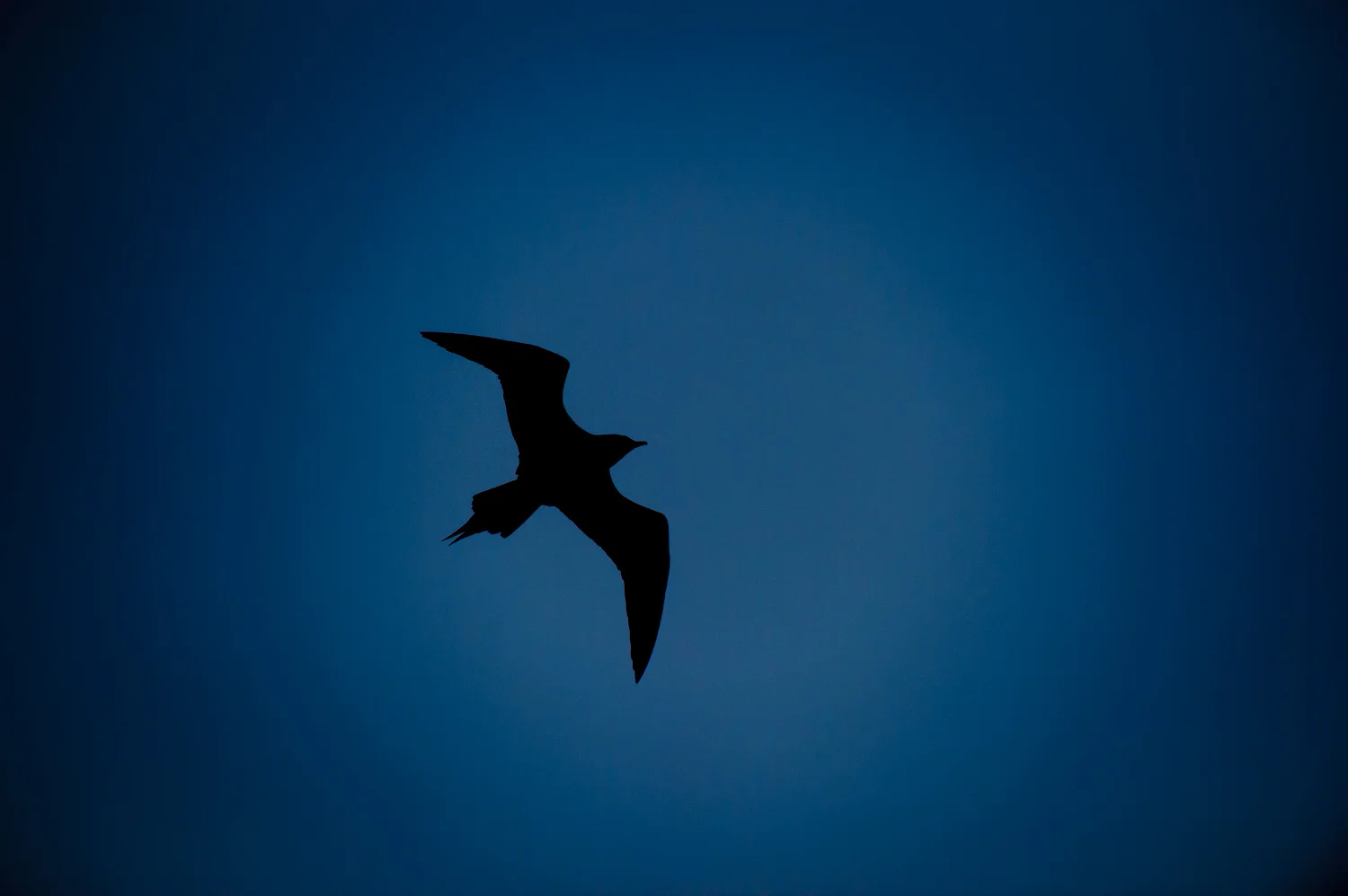 Arctic Skua