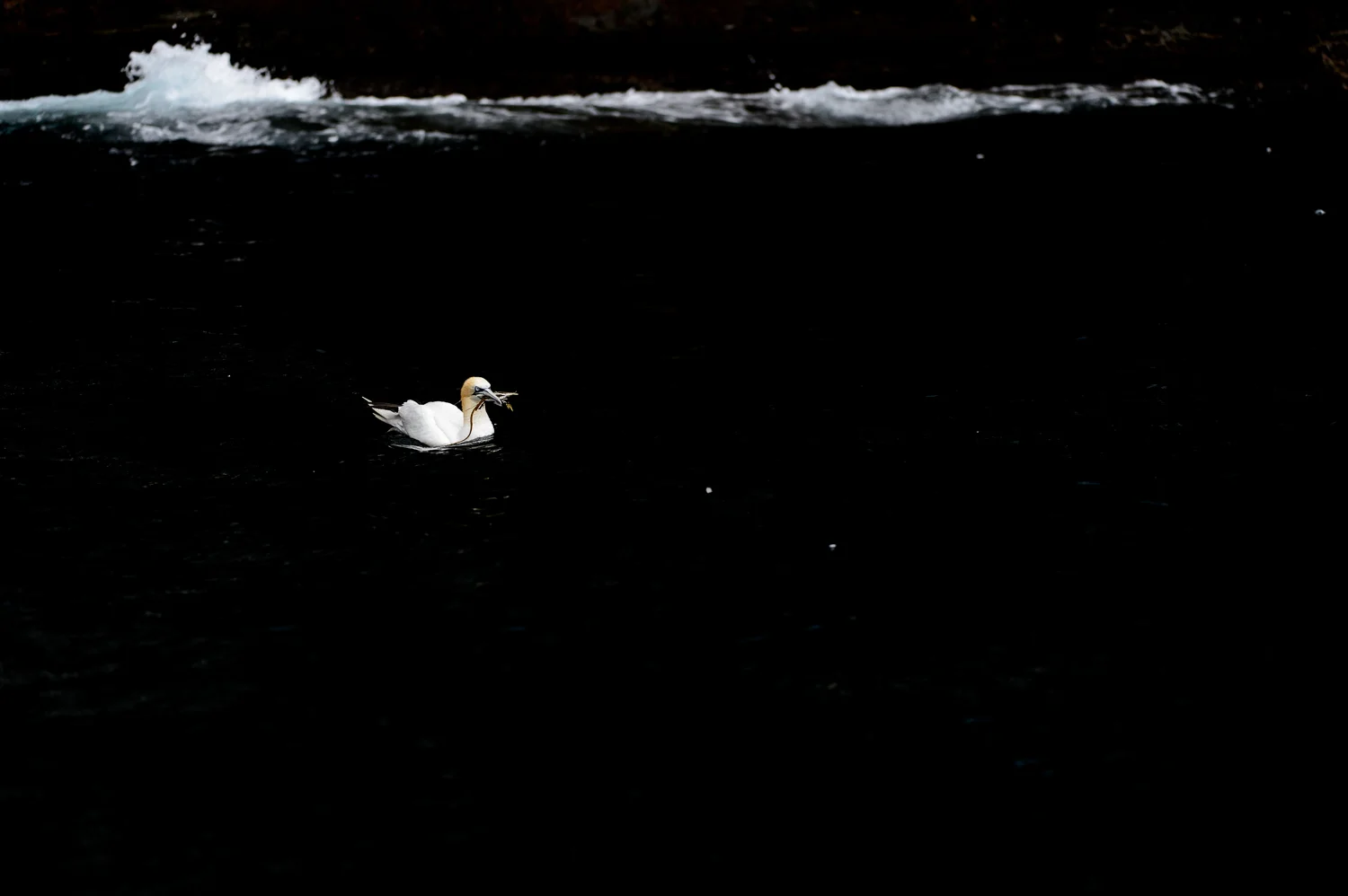 Northern Gannet
