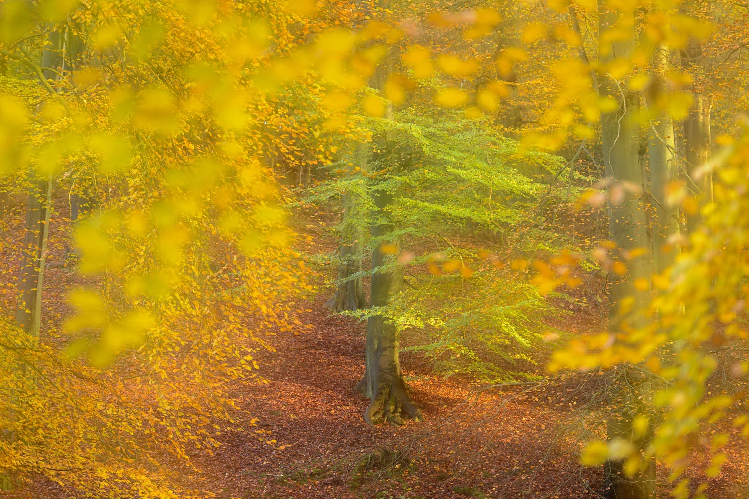 Autumn Leaves
