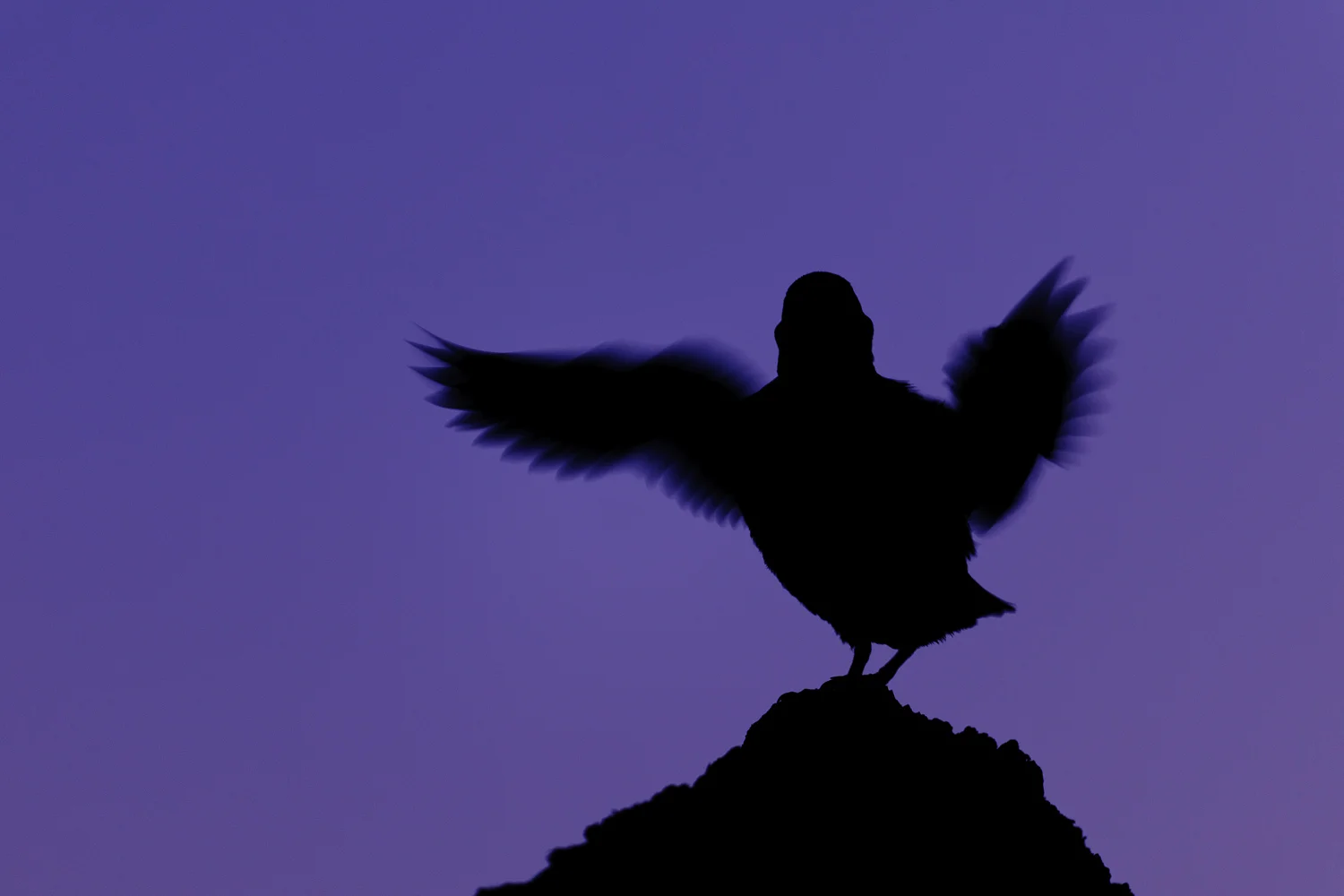 Puffin