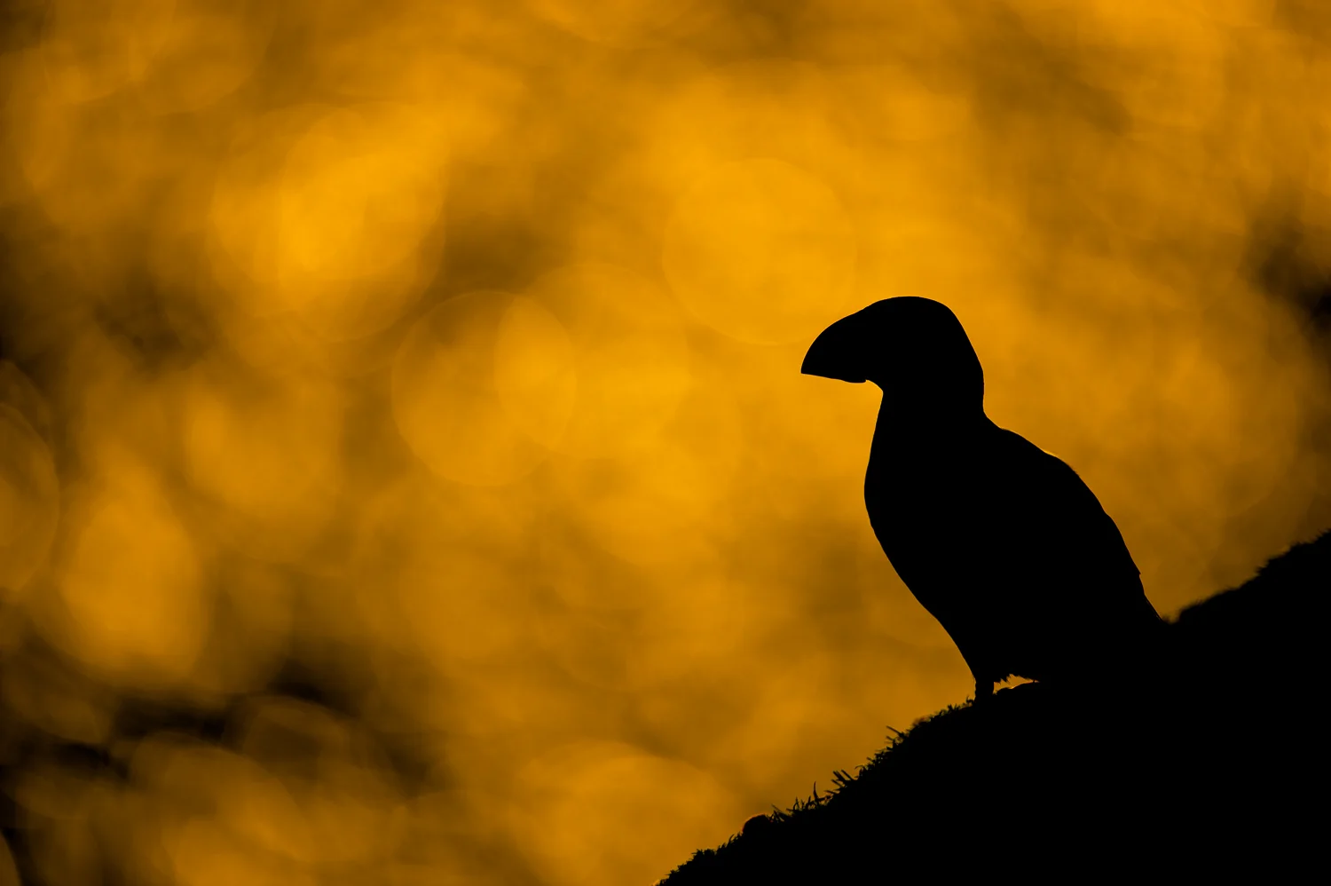 Puffin
