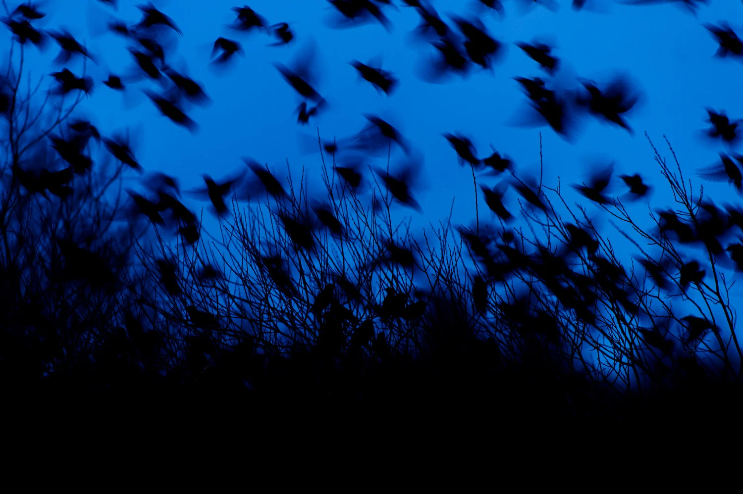 Starlings