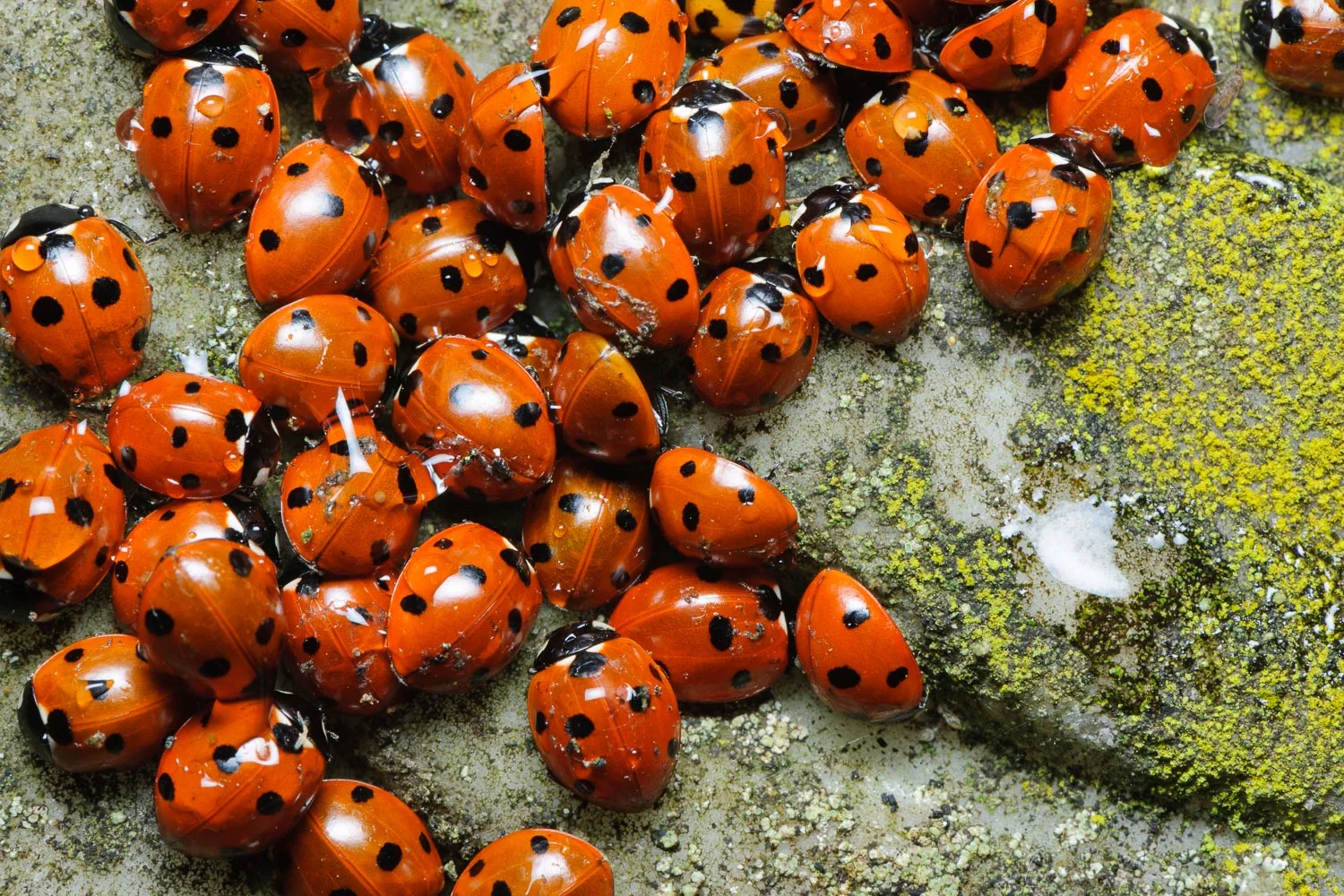 7-Spot Ladybirds