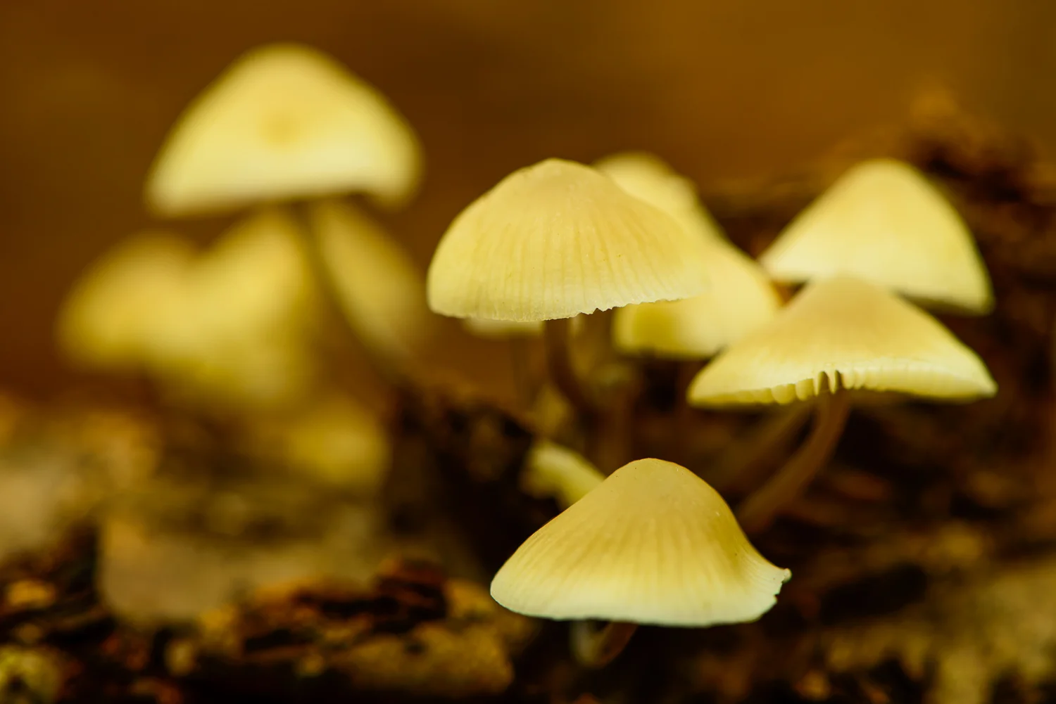 Fungi on Fallen Tree Branch