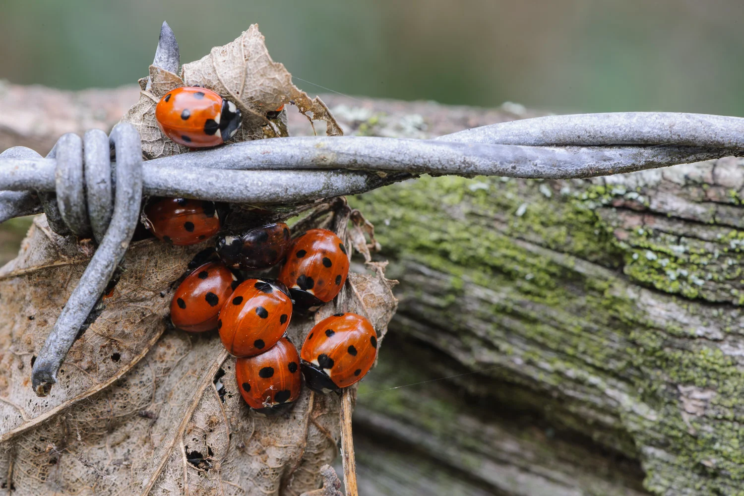 7-Spot Ladybirds