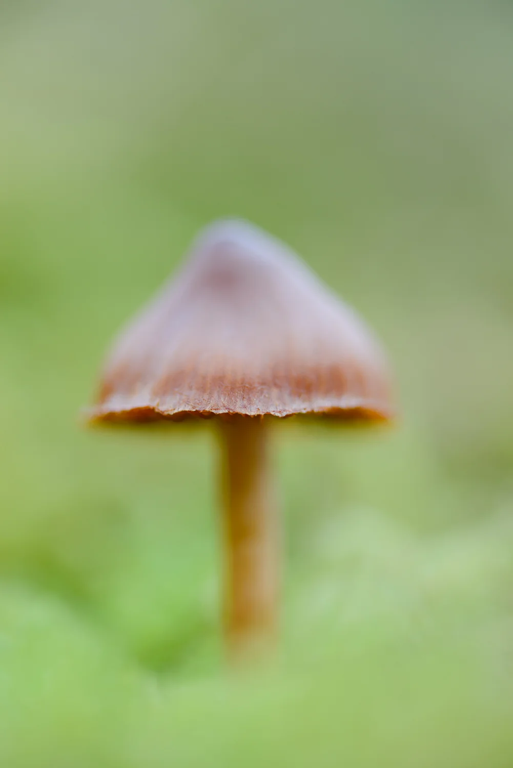 Fungi in Grass
