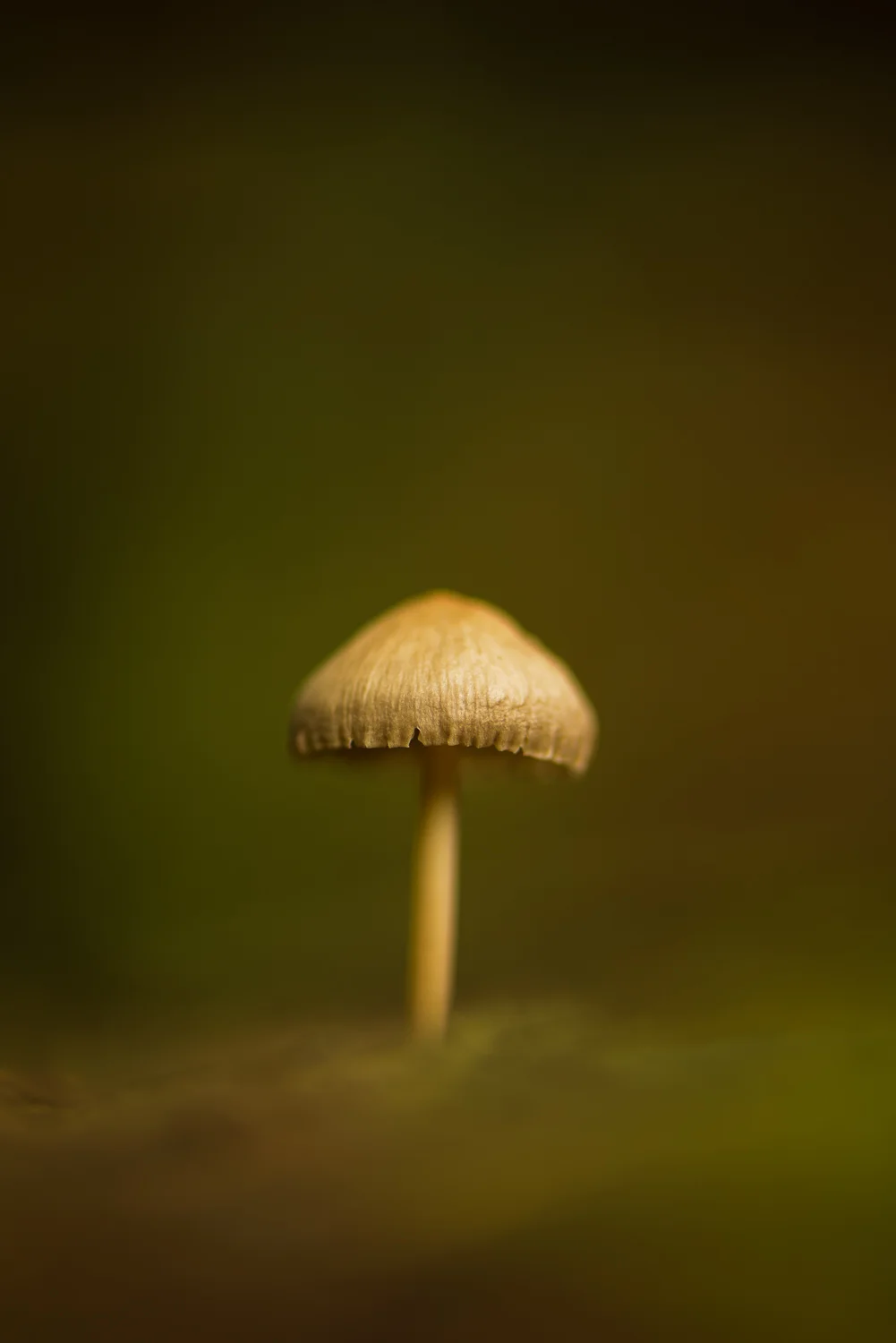 Fungi