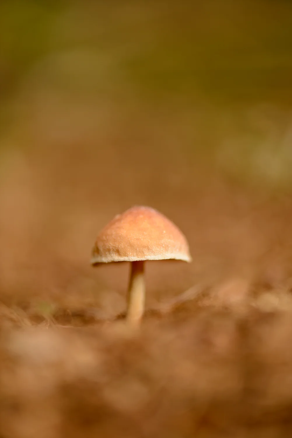 Autumnal Fungi