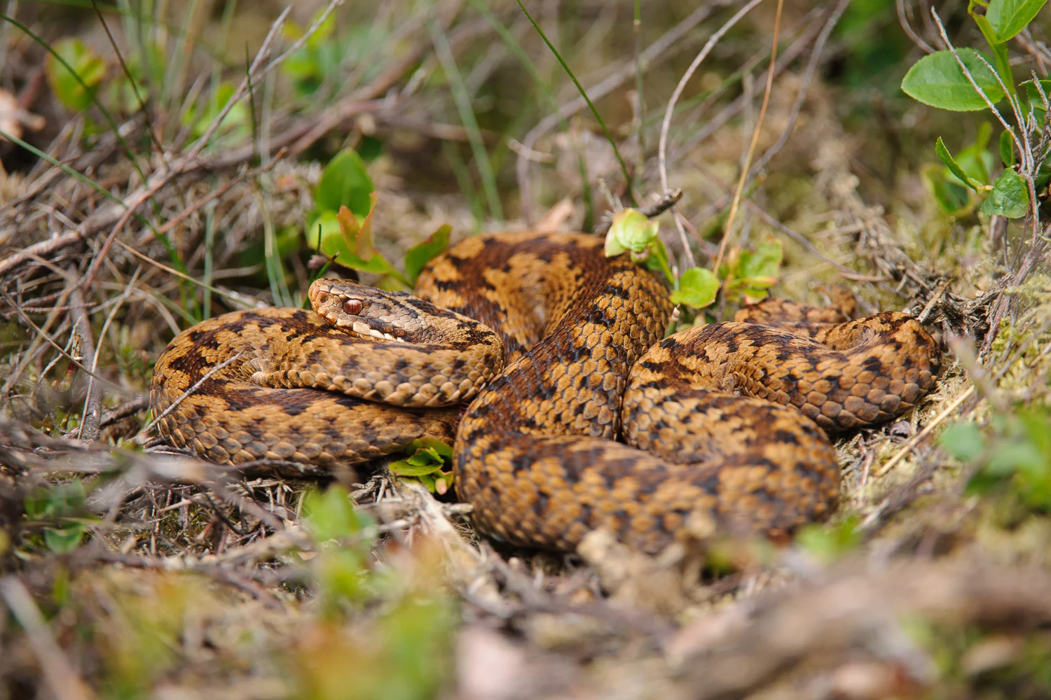 Female Adder