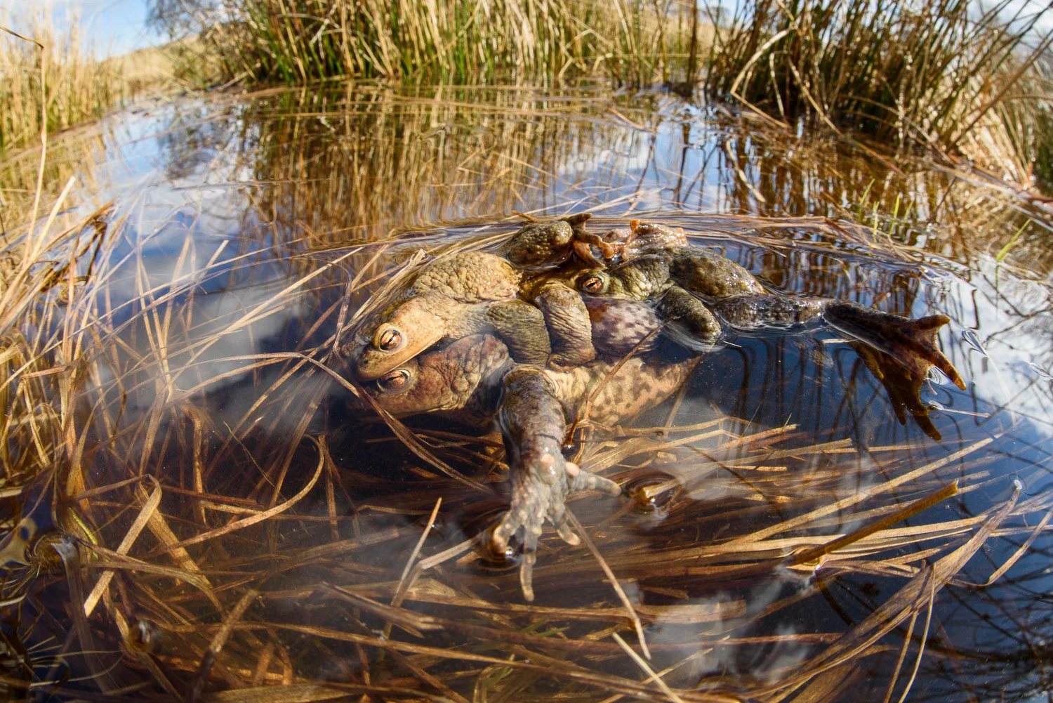 Common Toads