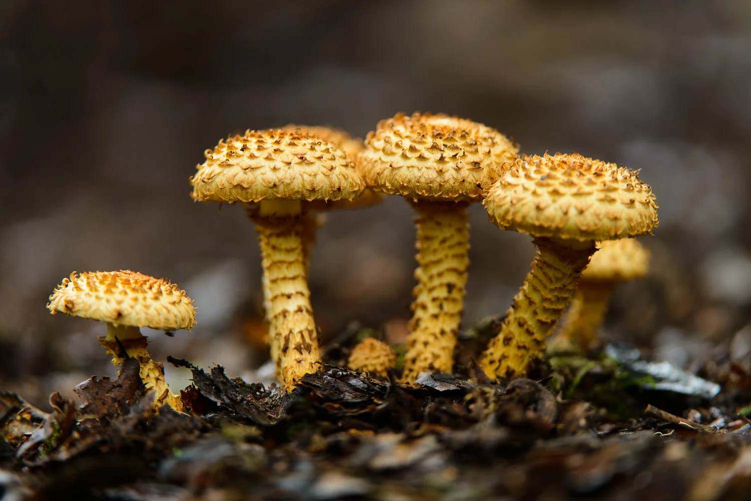 Shaggy Scalycap