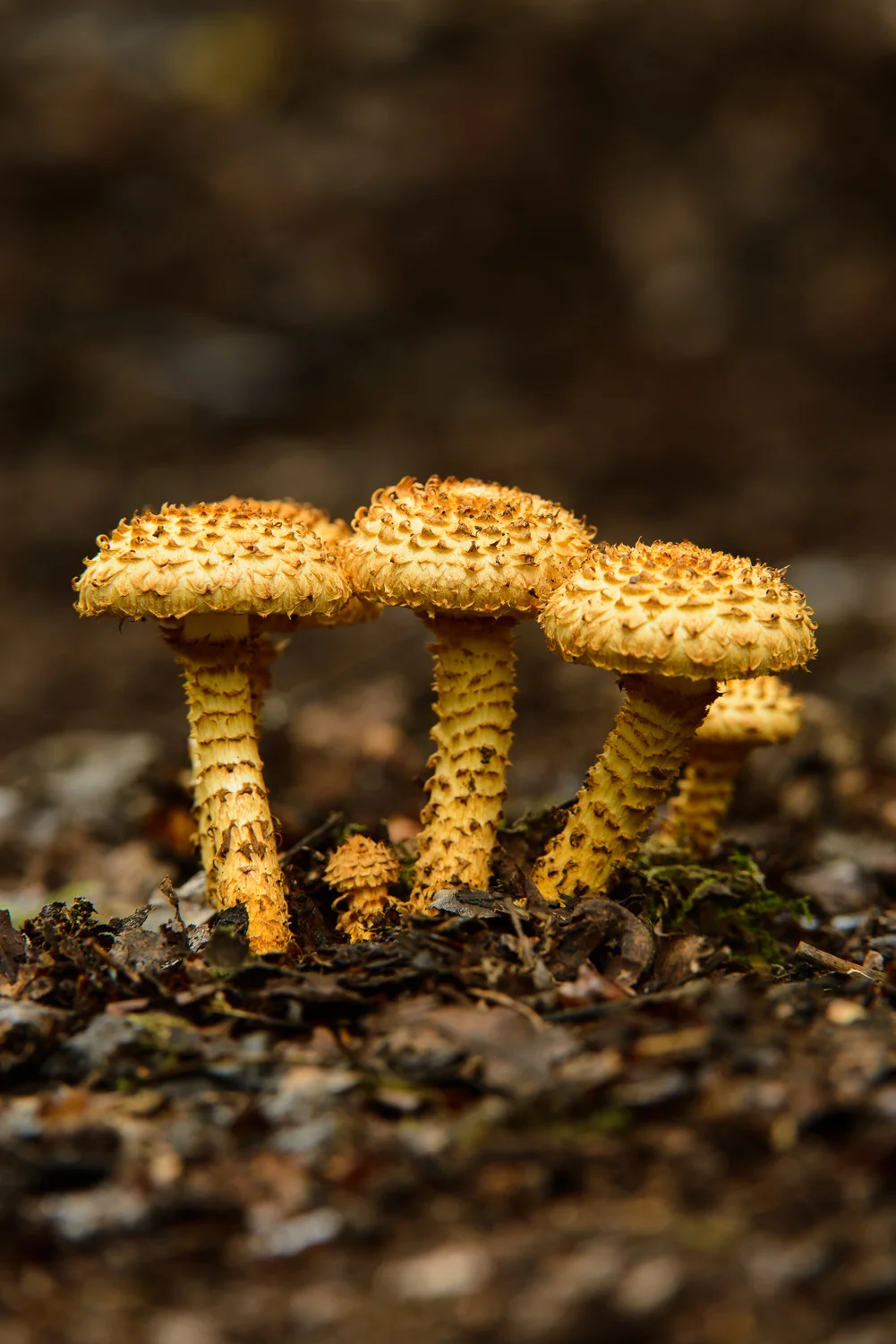 Shaggy Scalycap