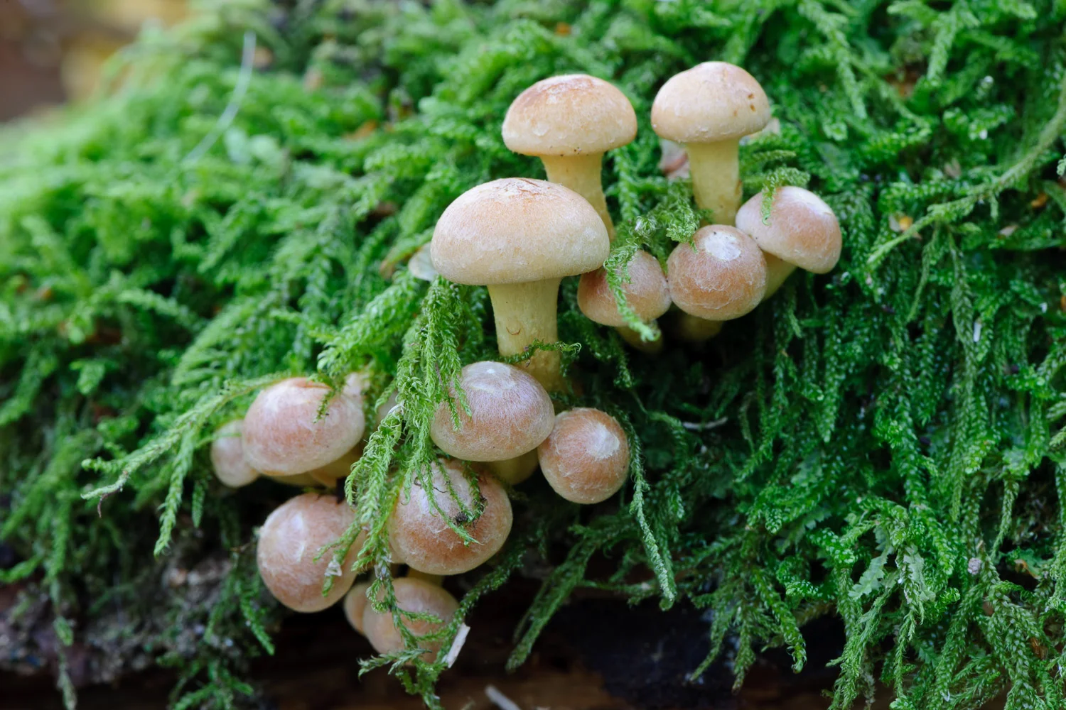 Fungi on Mossy Log