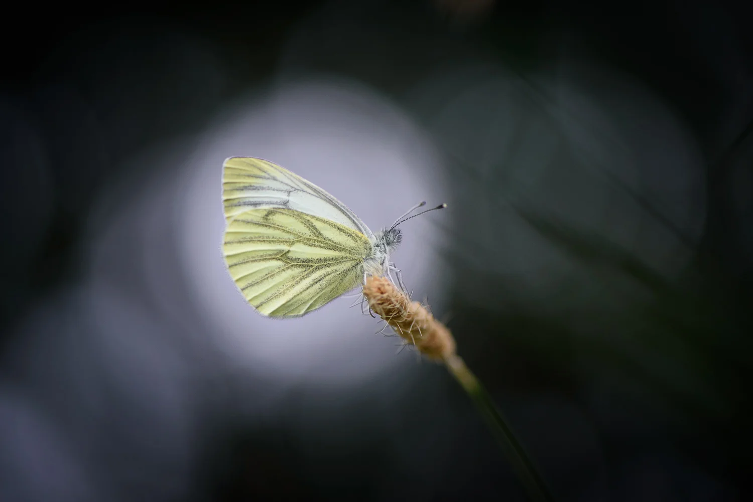 Green-veined White Butterfly
