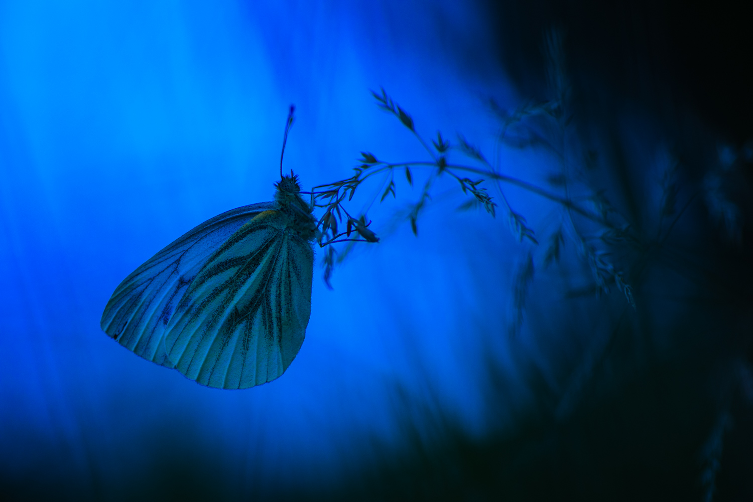 Green-veined White Butterfly