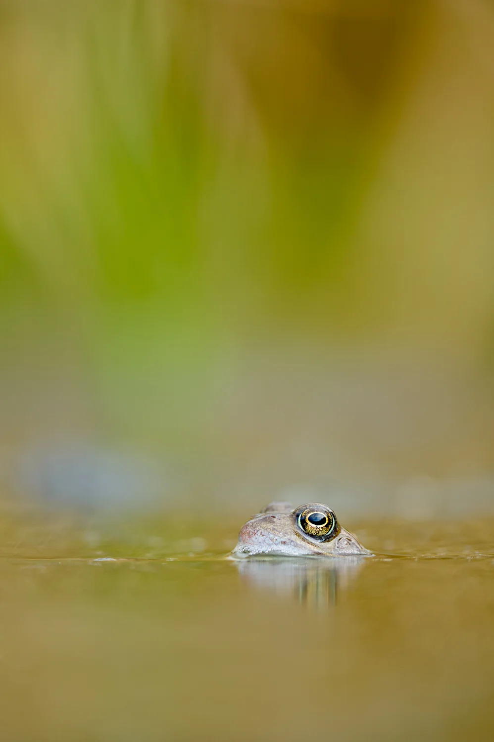 Common Frog