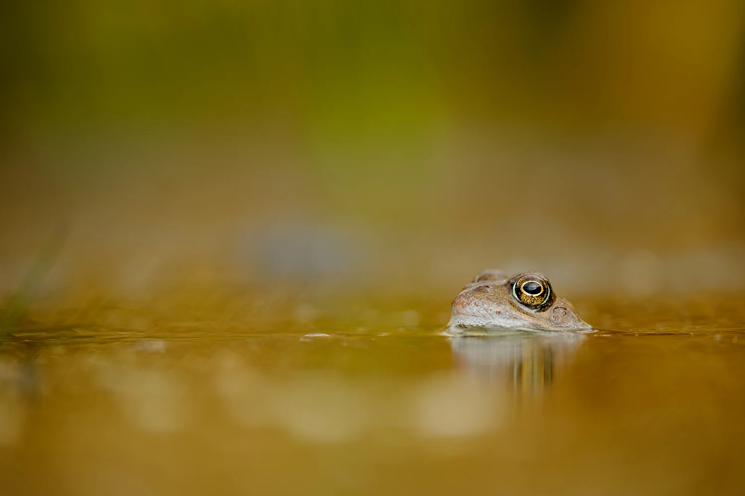 Common Frog