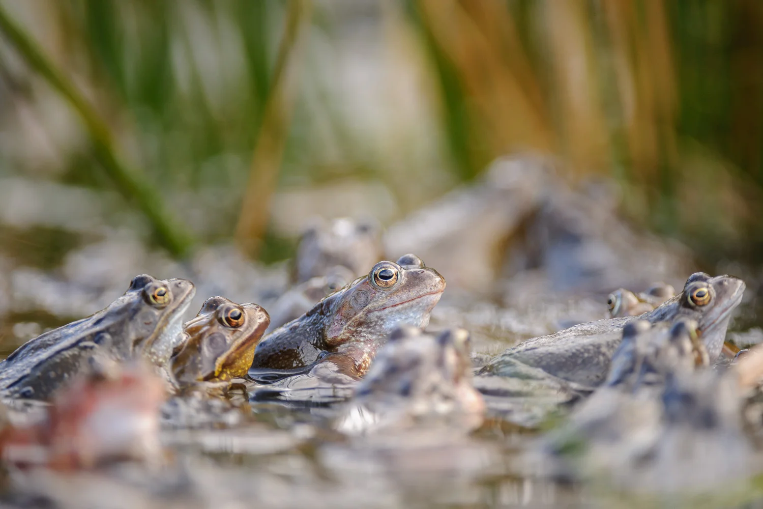 Common Frogs in Amplexus