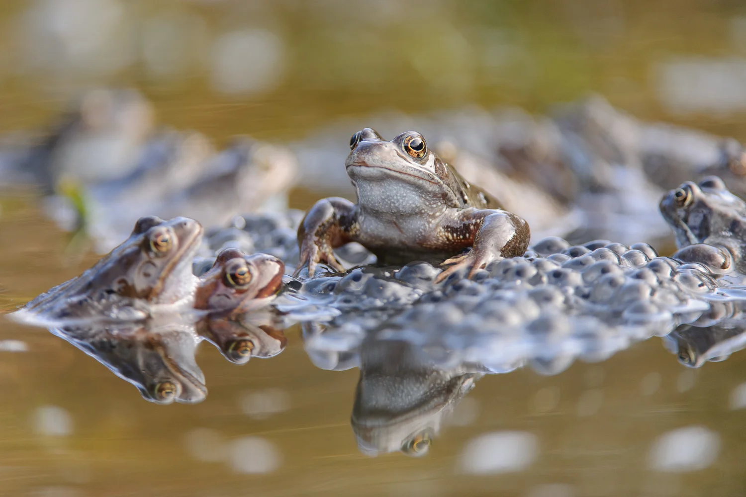 Common Frogs in Breeding Pool