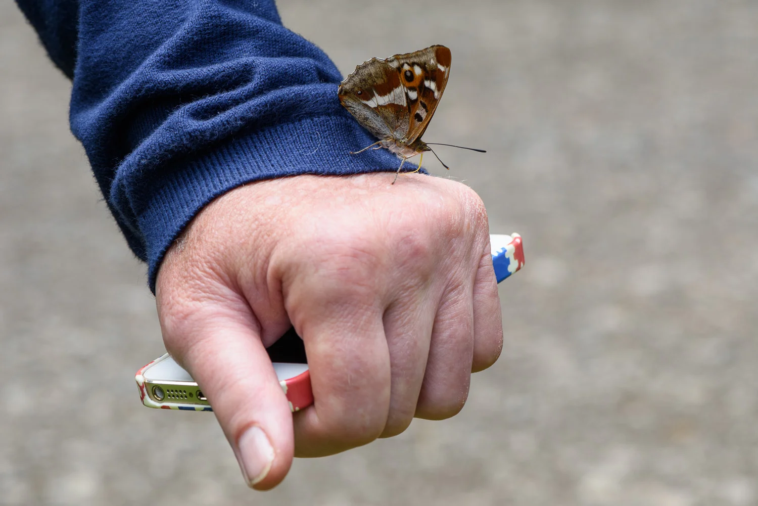 Purple Emperor Butterfly