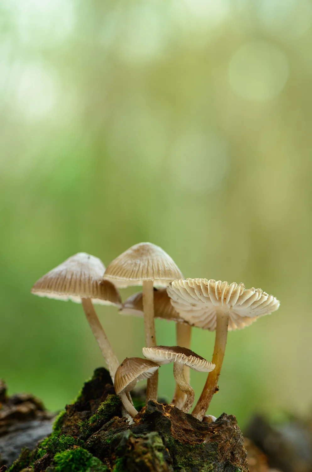 Fungi on Dead Tree Trunk