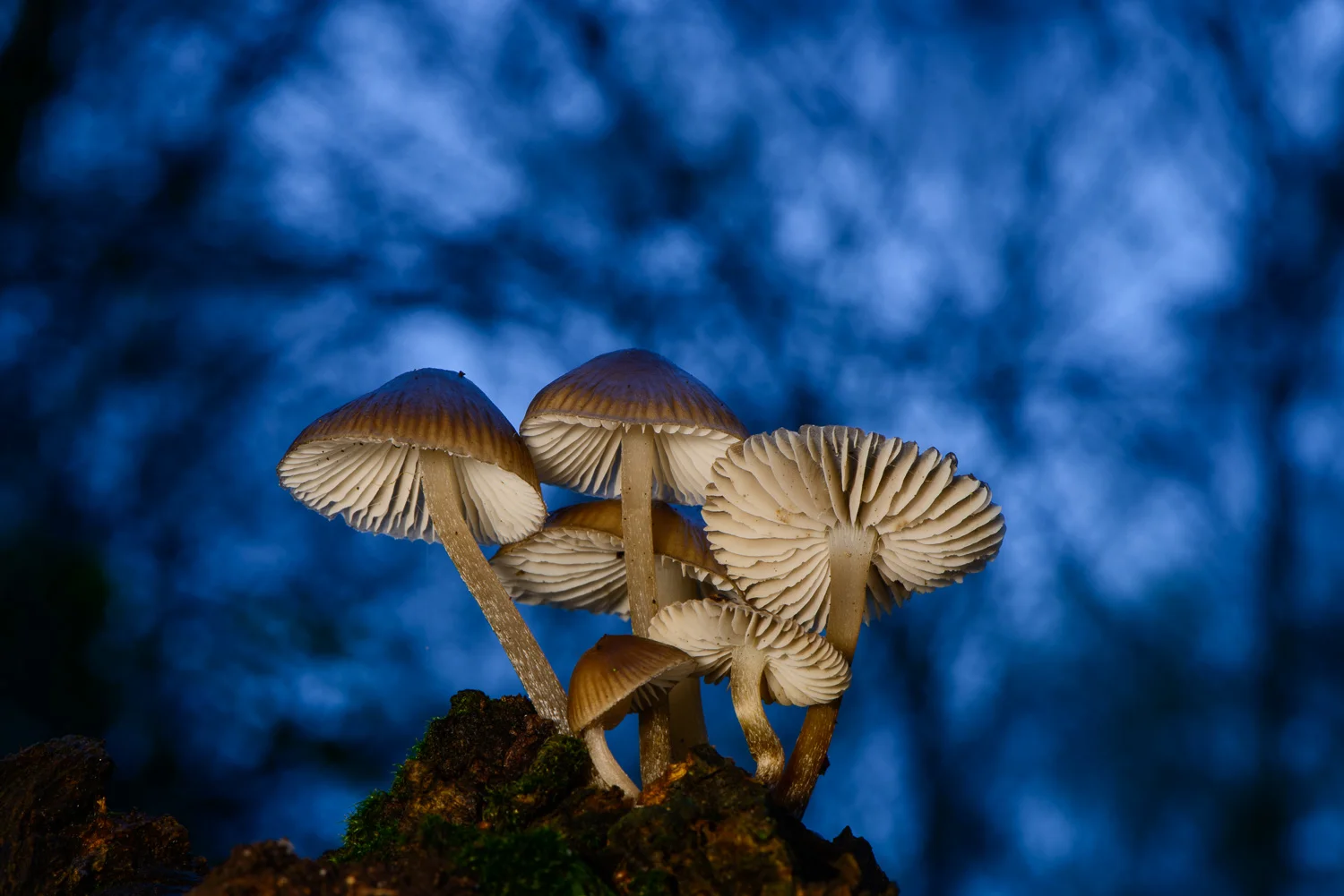 Blue Fungi
