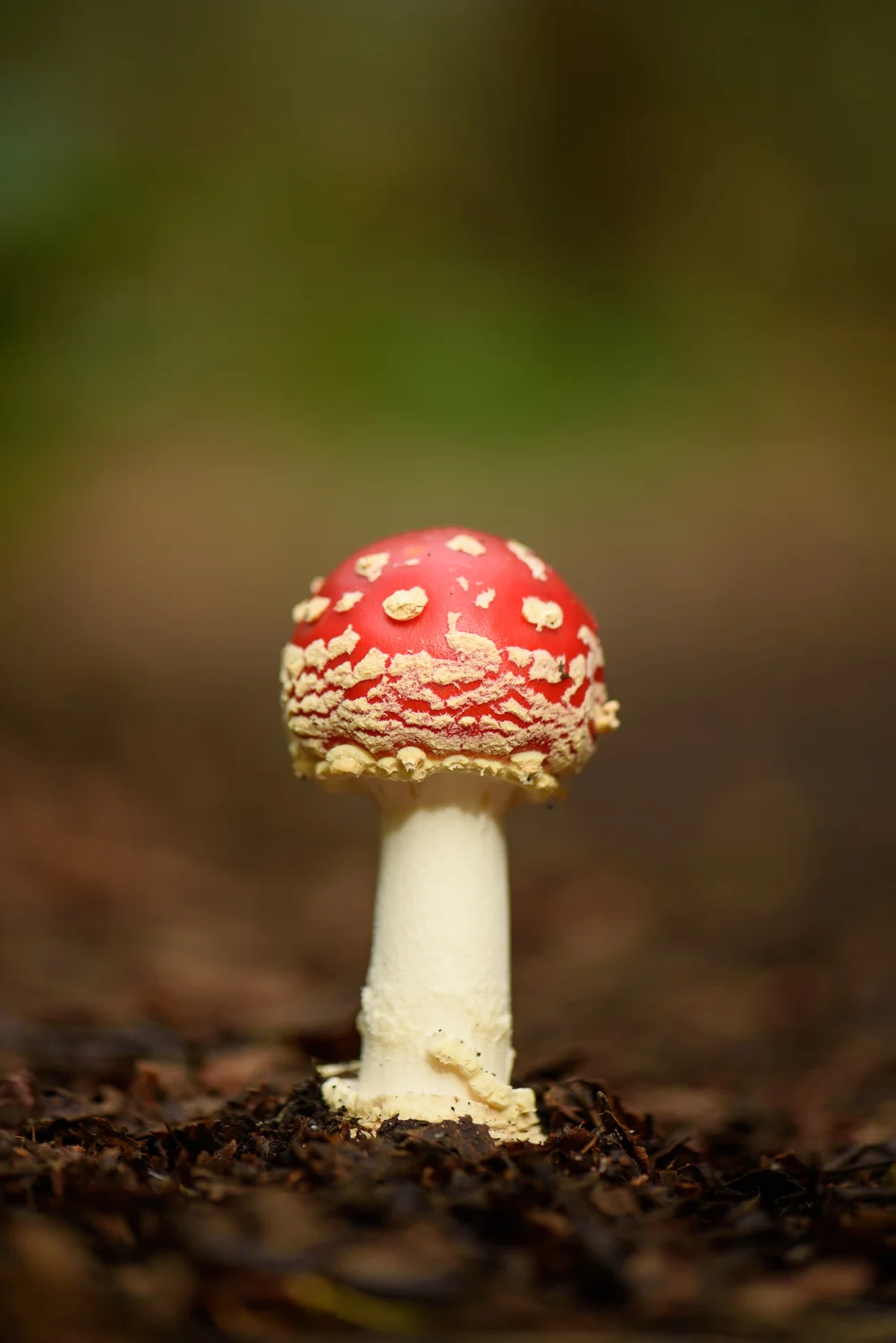 Fly Agaric