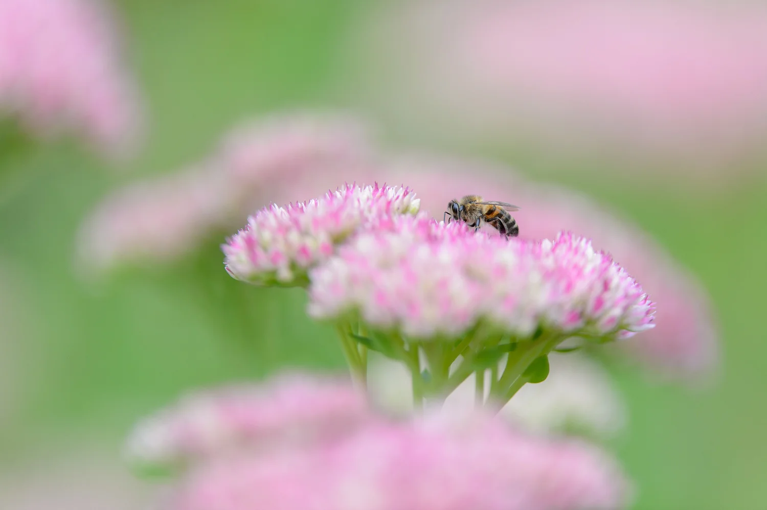 European Honey Bee
