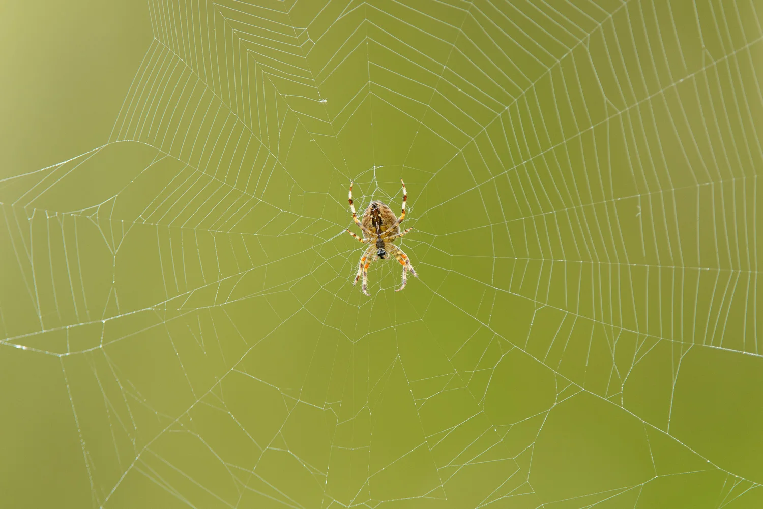 Garden Orb Weaver Spider