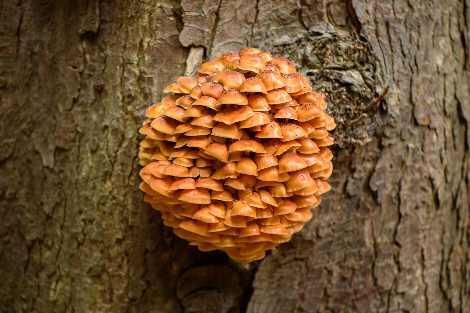Velvet Shank Fungi