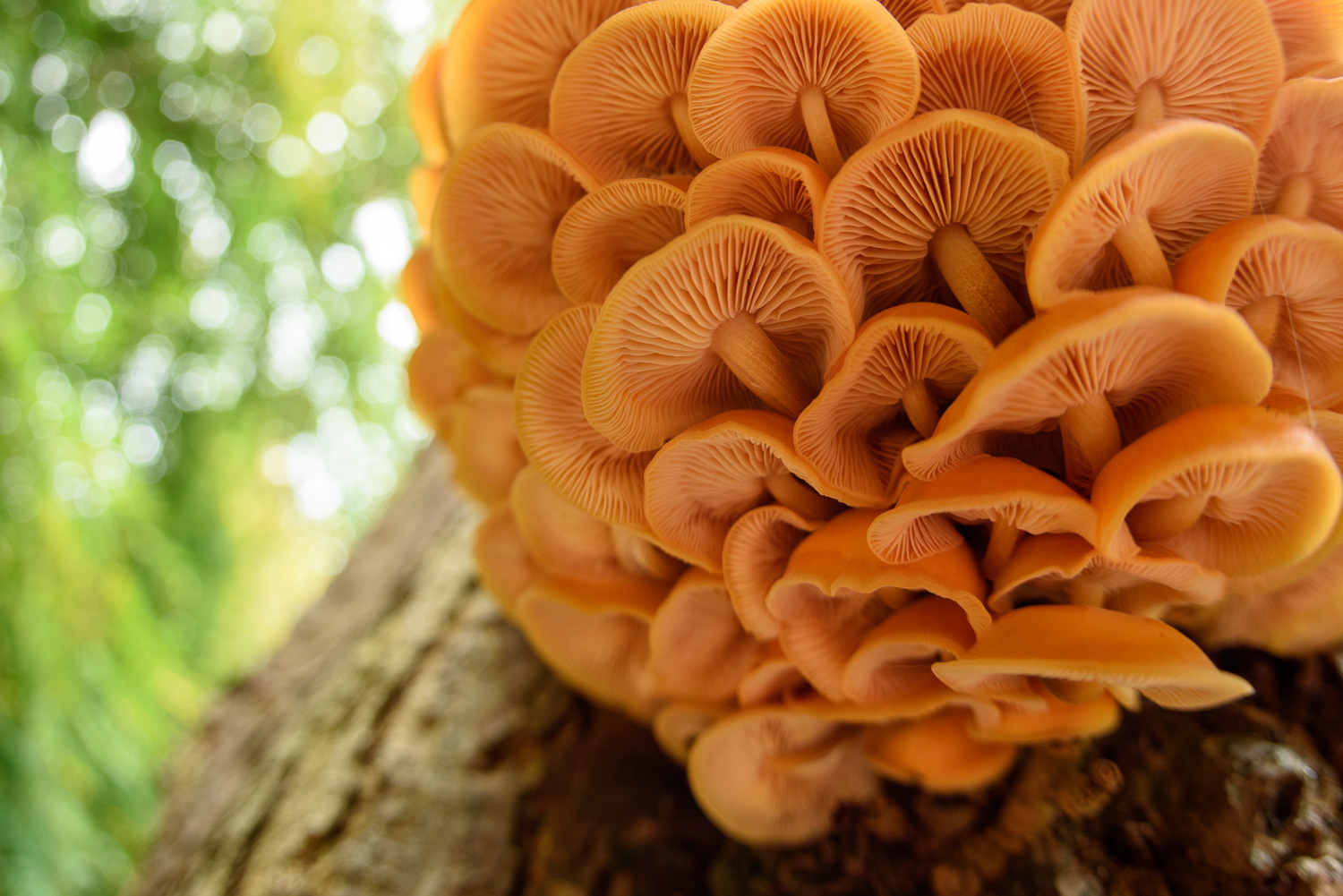 Velvet Shank Fungi