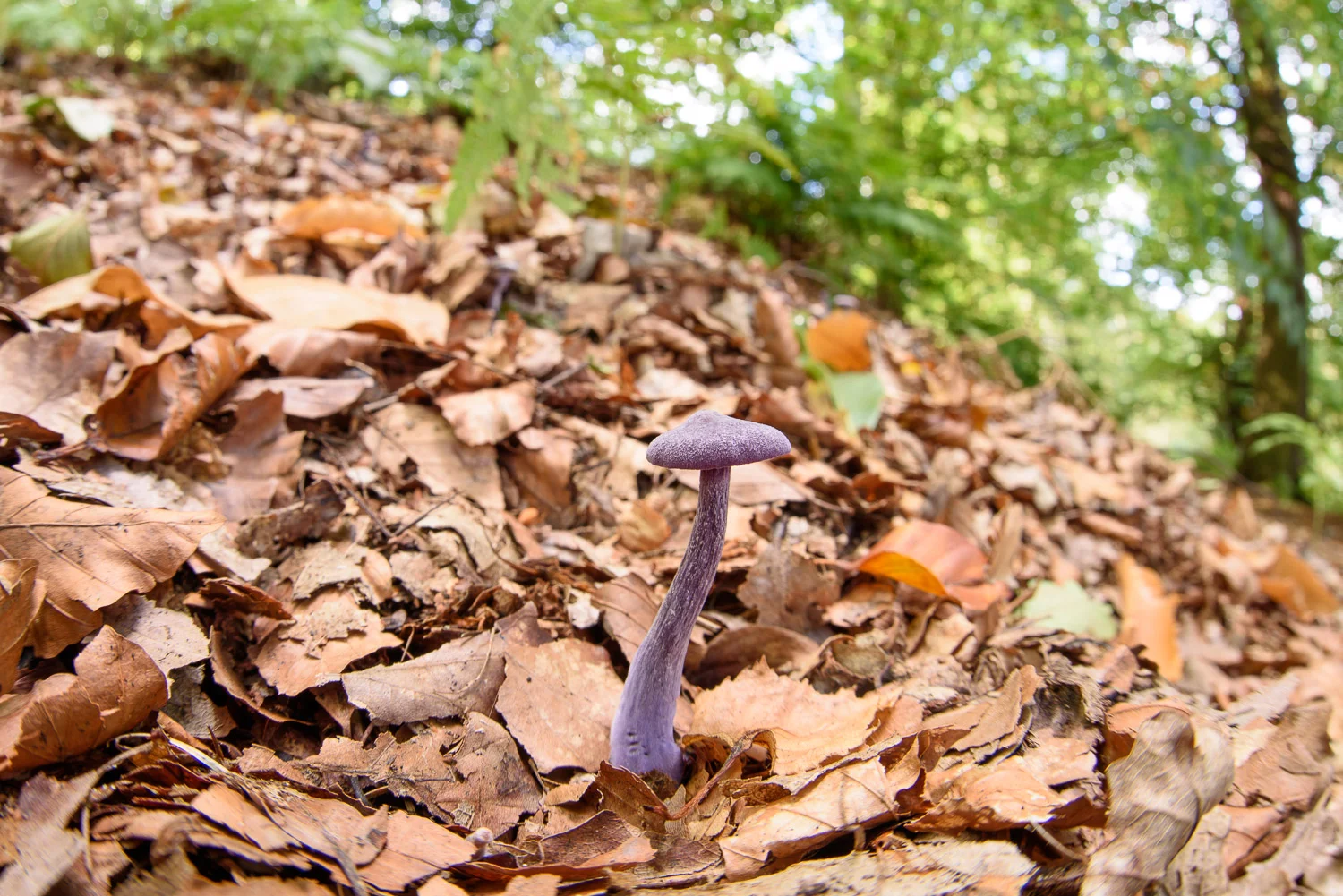 Amethyst Deceiver