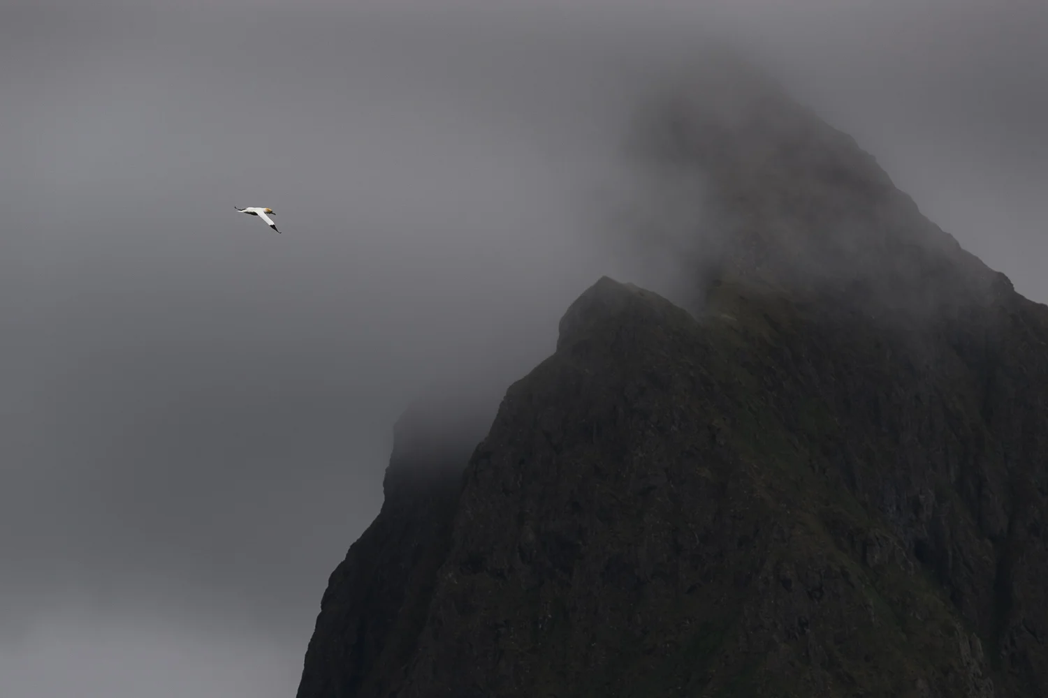 Northern Gannet in Flight